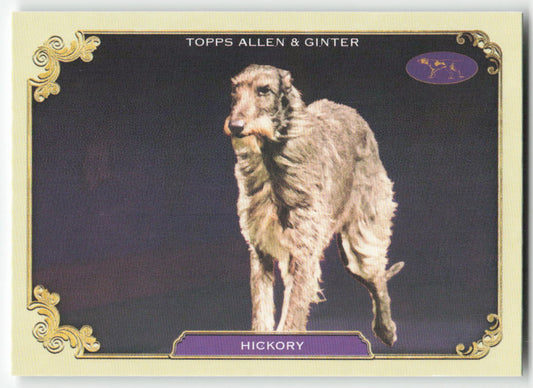 2024 Topps Allen & Ginter #SOS-21 Hickory Stars of the Show Kennel Club 1403